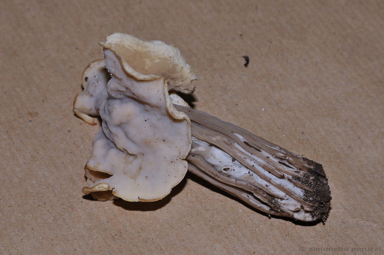 Helvella crispa var. pithyophila